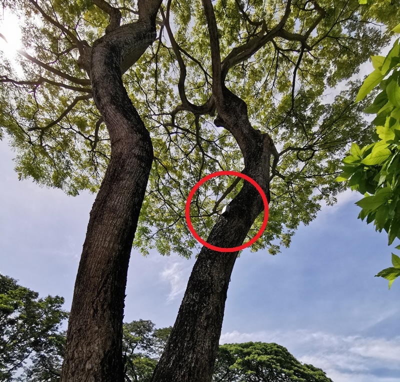 tree